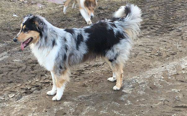 Photo Old Time Scotch Collie