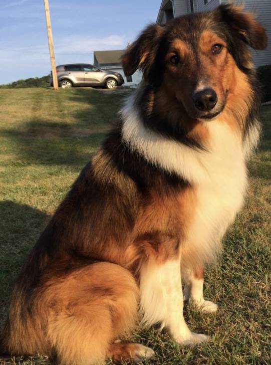 Photo Old Time Scotch Collie