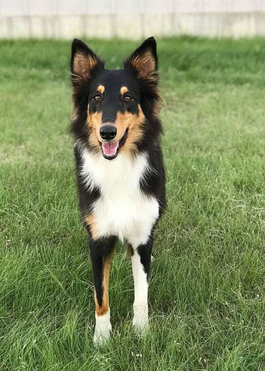 Photo Old Time Scotch Collie