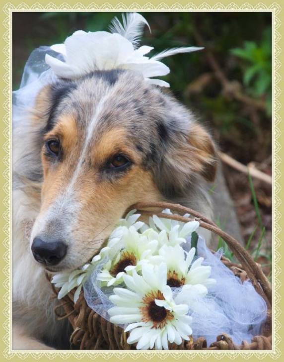 Photo Old Time Scotch Collie