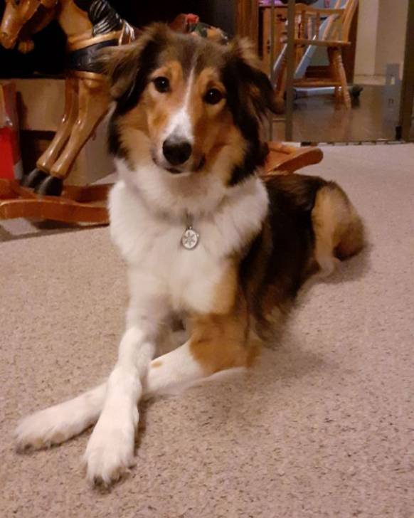 Photo Old Time Scotch Collie