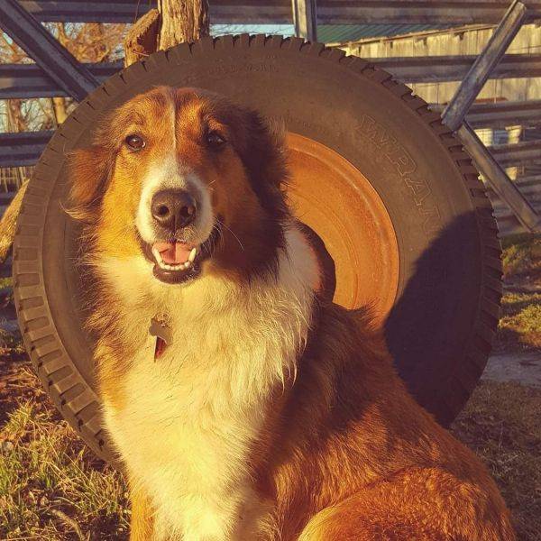 Photo Old Time Scotch Collie