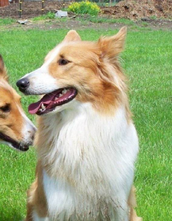 Photo Old Time Scotch Collie