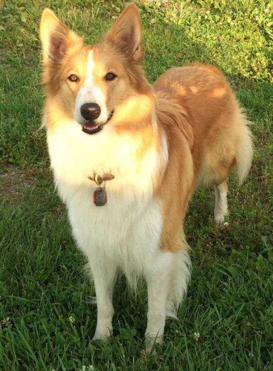 Photo Old Time Scotch Collie