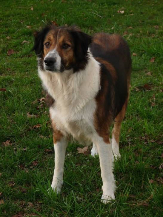 Photo Old Time Scotch Collie