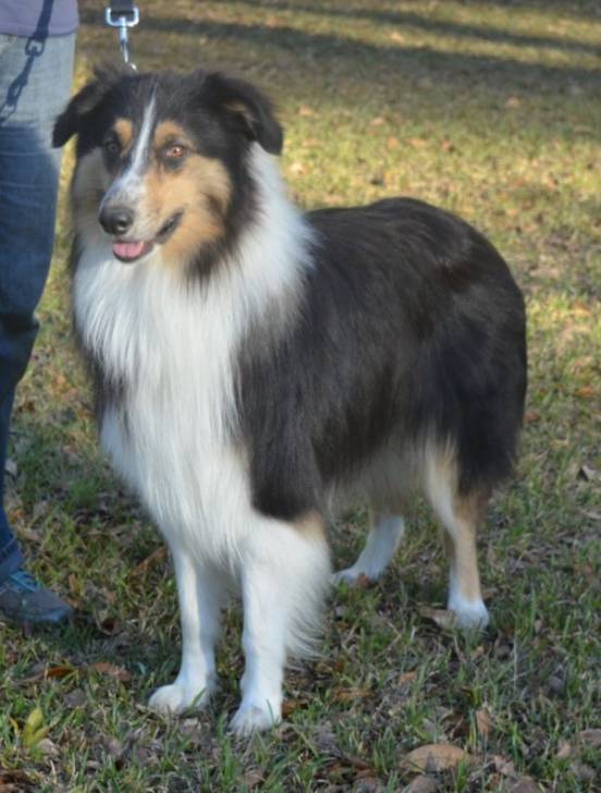 Photo Old Time Scotch Collie