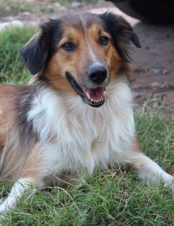 Photo Old Time Scotch Collie