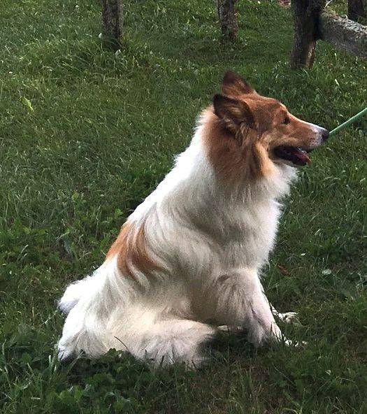 Photo Old Time Scotch Collie