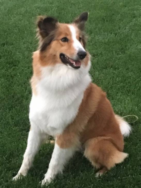 Photo Old Time Scotch Collie