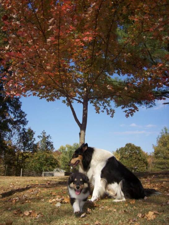 Photo Old Time Scotch Collie