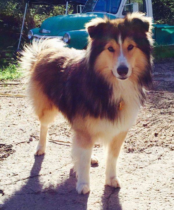 Photo Old Time Scotch Collie