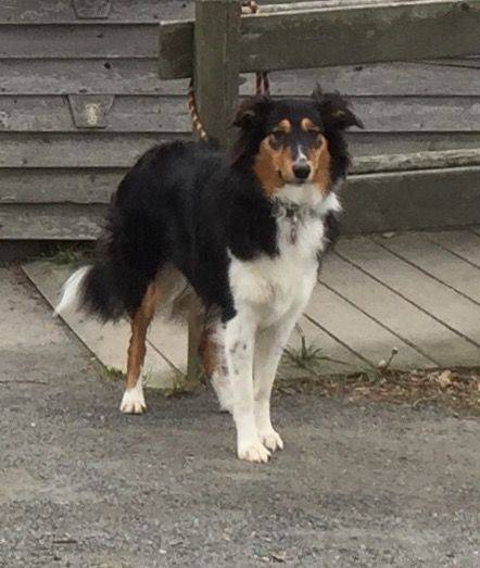 Photo Old Time Scotch Collie