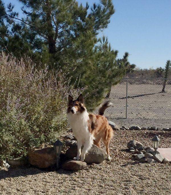 Photo Old Time Scotch Collie