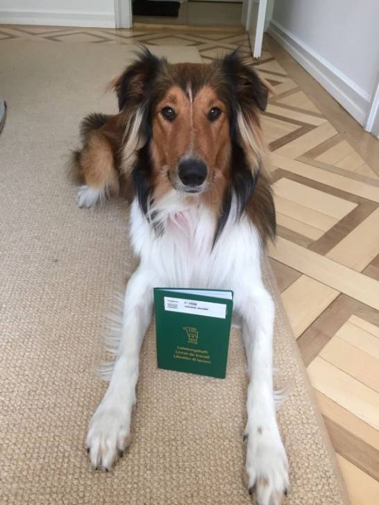 Photo Old Time Scotch Collie