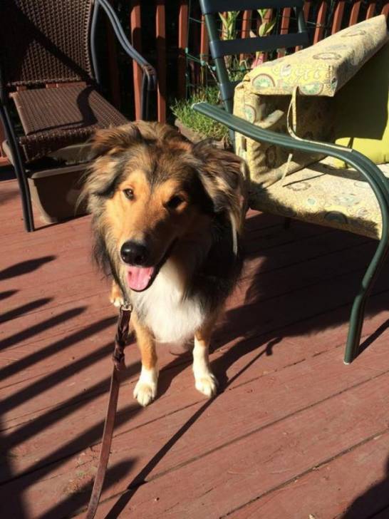 Photo Old Time Scotch Collie