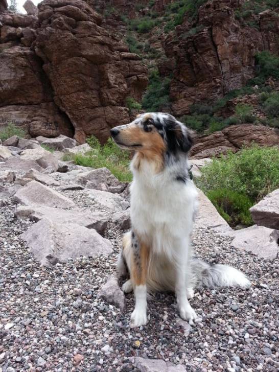 Photo Old Time Scotch Collie