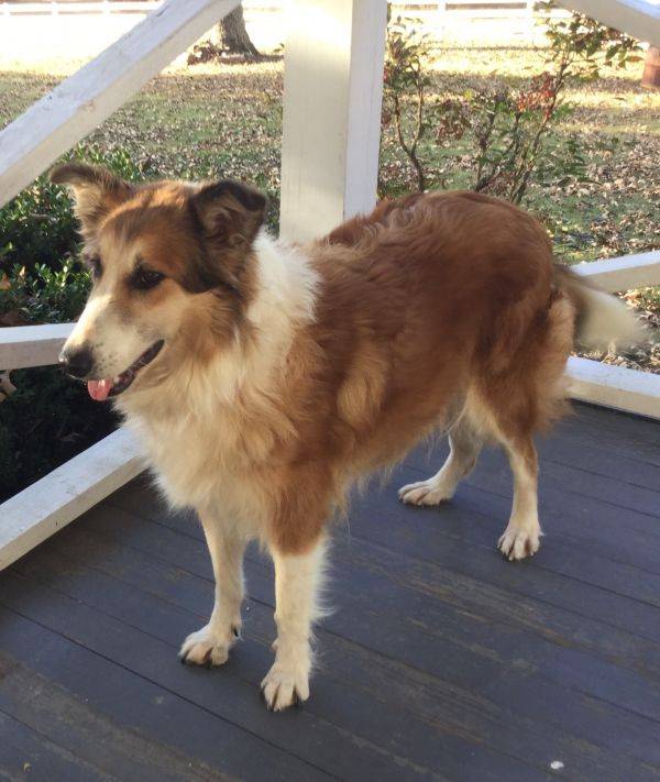 Photo Old Time Scotch Collie