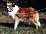 Photo Old Time Scotch Collie
