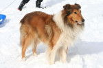 Photo Old Time Scotch Collie
