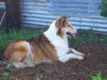Photo Old Time Scotch Collie
