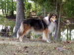 Photo Old Time Scotch Collie