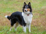 Photo Old Time Scotch Collie