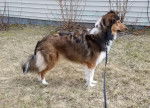 Photo Old Time Scotch Collie