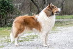 Photo Old Time Scotch Collie