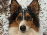 Photo Old Time Scotch Collie