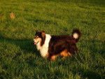 Photo Old Time Scotch Collie