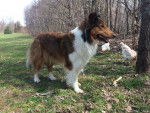 Photo Old Time Scotch Collie