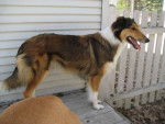 Photo Old Time Scotch Collie