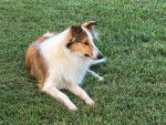 Photo Old Time Scotch Collie