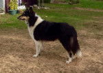 Photo Old Time Scotch Collie
