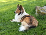Photo Old Time Scotch Collie