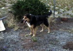 Photo Old Time Scotch Collie