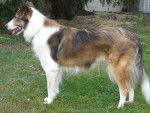 Photo Old Time Scotch Collie