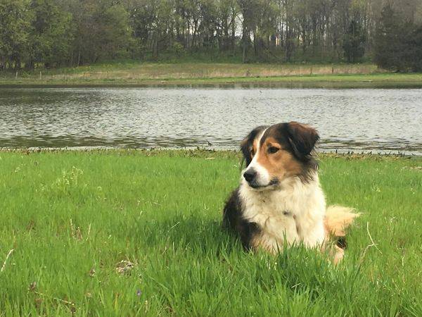 Photo Old Time Scotch Collie