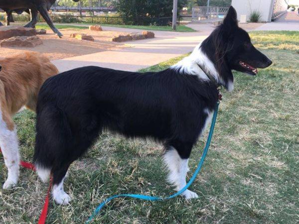 Photo Old Time Scotch Collie