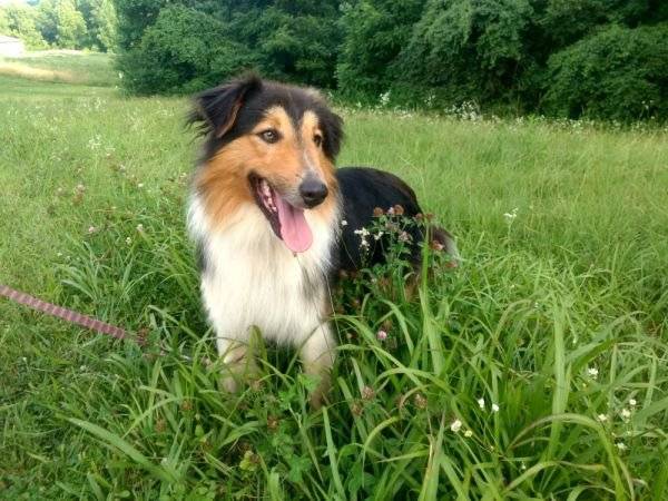 Photo Old Time Scotch Collie