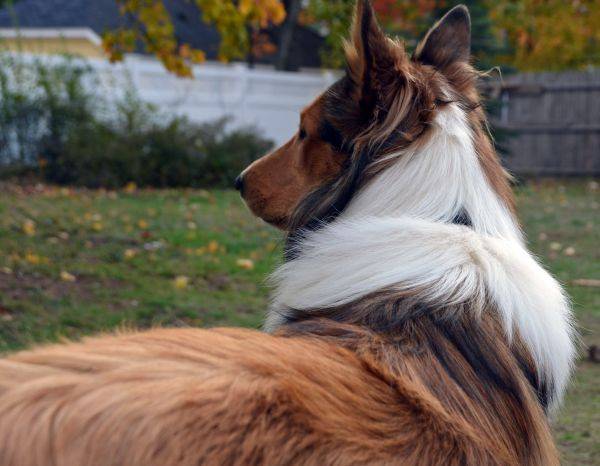 Photo Old Time Scotch Collie