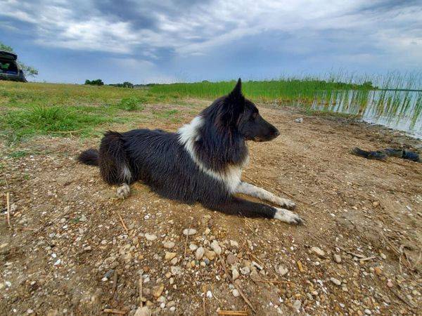 Photo Old Time Scotch Collie