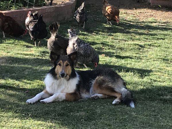 Photo Old Time Scotch Collie