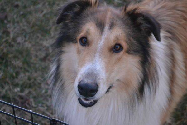 Photo Old Time Scotch Collie