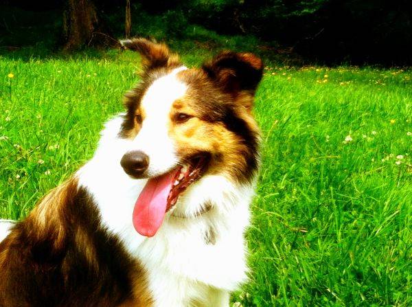 Photo Old Time Scotch Collie