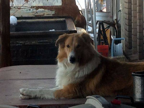 Photo Old Time Scotch Collie