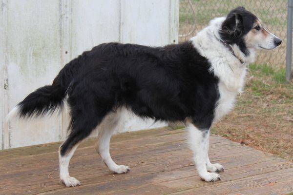 Photo Old Time Scotch Collie
