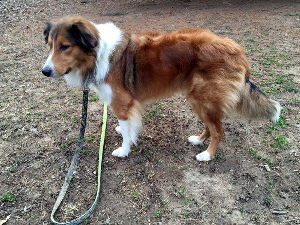 Photo Old Time Scotch Collie