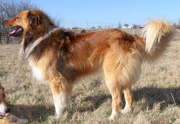 Photo Old Time Scotch Collie