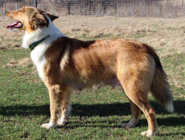 Photo Old Time Scotch Collie